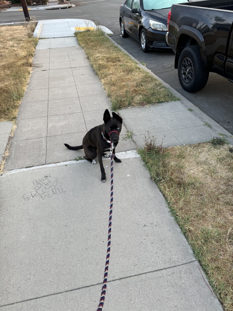 A picture of a black dog named Bowie sitting, taken on July 25 2024 at 6:15 am